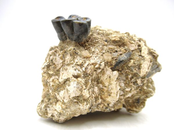 Desmostylus hesperus Tooth #1