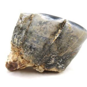 Desmostylus hesperus Tooth #10