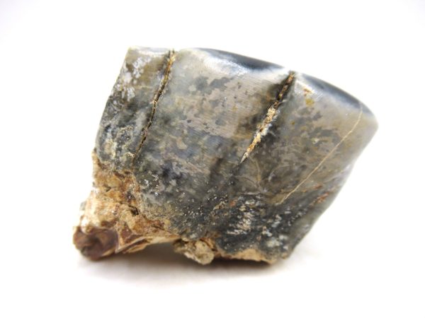 Desmostylus hesperus Tooth #10