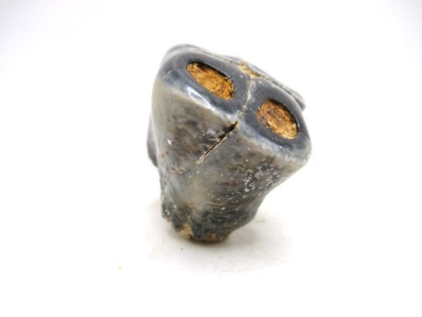 Desmostylus hesperus Tooth #10 - Image 2
