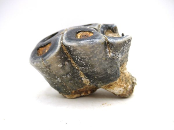 Desmostylus hesperus Tooth #10 - Image 5