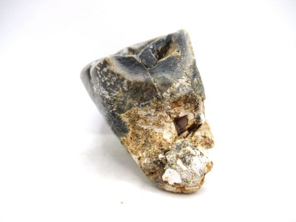 Desmostylus hesperus Tooth #10 - Image 4