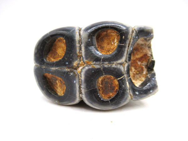 Desmostylus hesperus Tooth #10 - Image 3