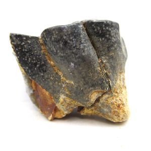 Desmostylus hesperus Tooth #11