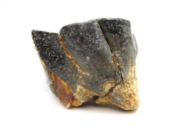 Desmostylus hesperus Tooth #11