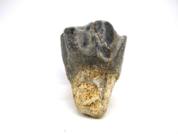 Desmostylus hesperus Tooth #11 - Image 2