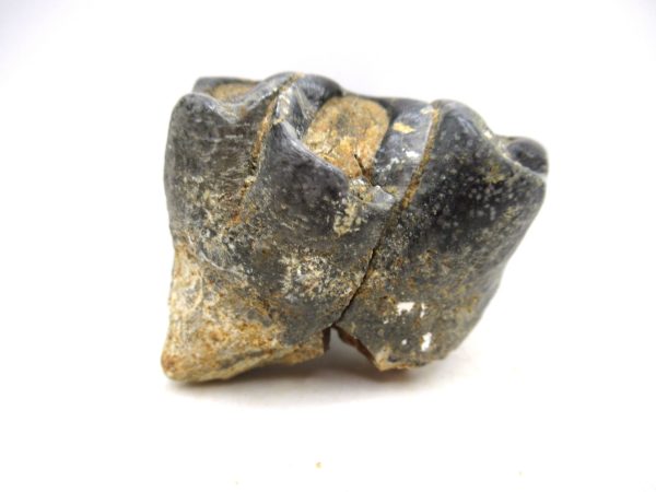 Desmostylus hesperus Tooth #11 - Image 5