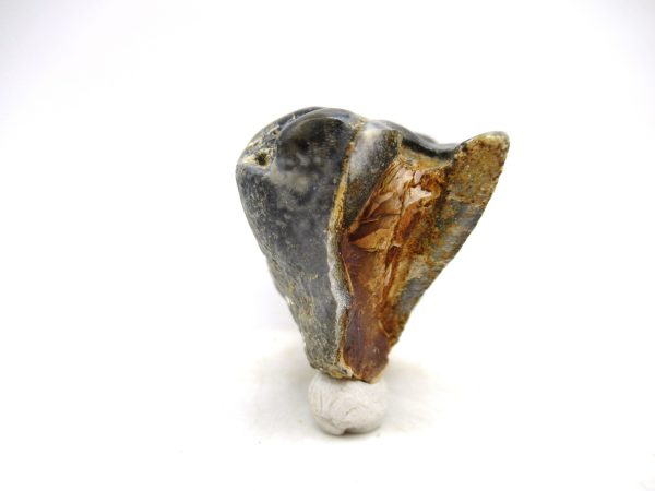 Desmostylus hesperus Tooth #11 - Image 4