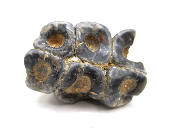 Desmostylus hesperus Tooth #11 - Image 3