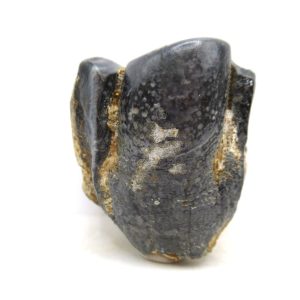 Desmostylus hesperus Tooth #12