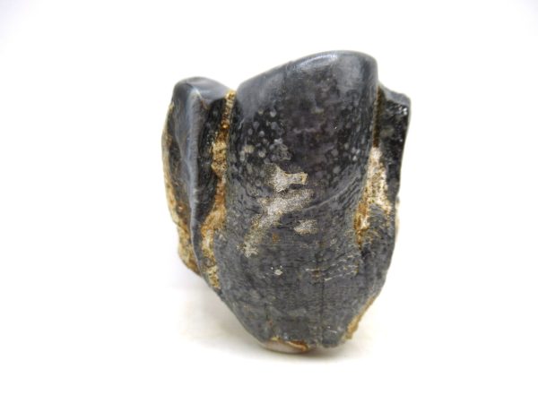 Desmostylus hesperus Tooth #12