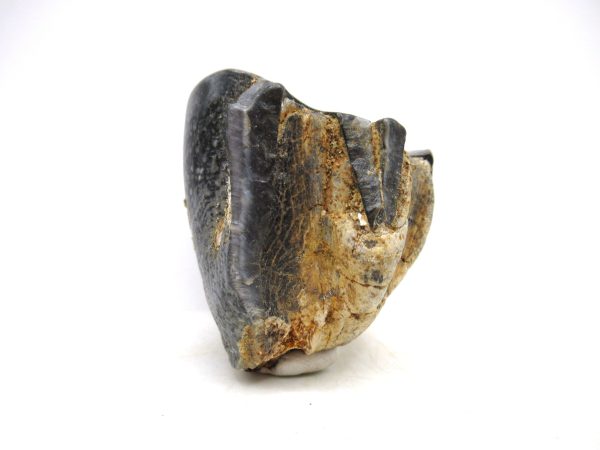 Desmostylus hesperus Tooth #12 - Image 2