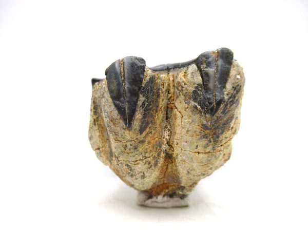 Desmostylus hesperus Tooth #12 - Image 5