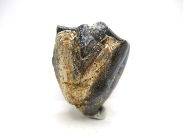 Desmostylus hesperus Tooth #12 - Image 4