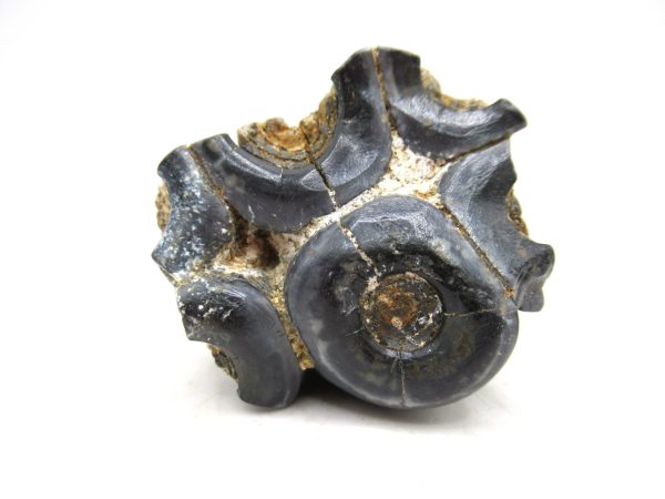 Desmostylus hesperus Tooth #12 - Image 3