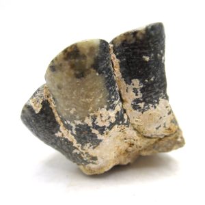 Desmostylus hesperus Tooth #13