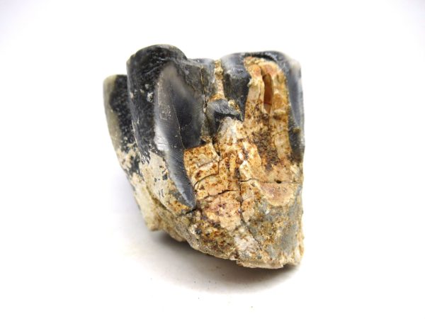 Desmostylus hesperus Tooth #13 - Image 4