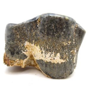 Desmostylus hesperus Tooth #14