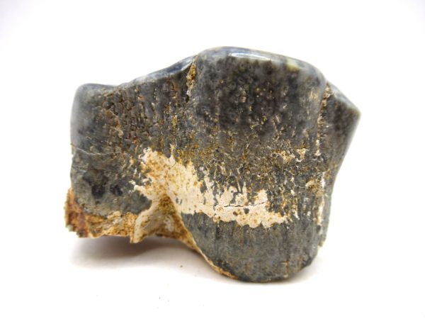 Desmostylus hesperus Tooth #14