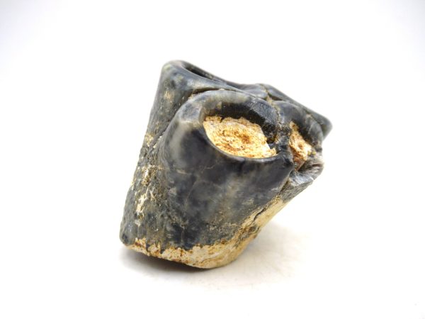 Desmostylus hesperus Tooth #14 - Image 2