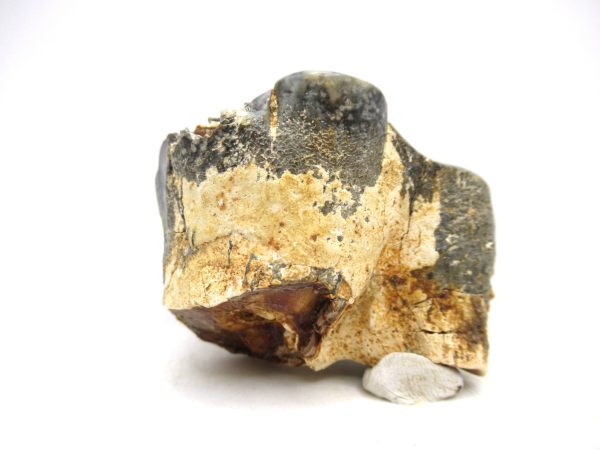 Desmostylus hesperus Tooth #14 - Image 5