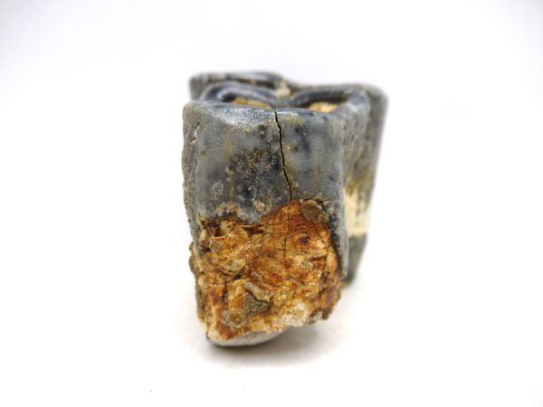 Desmostylus hesperus Tooth #14 - Image 4