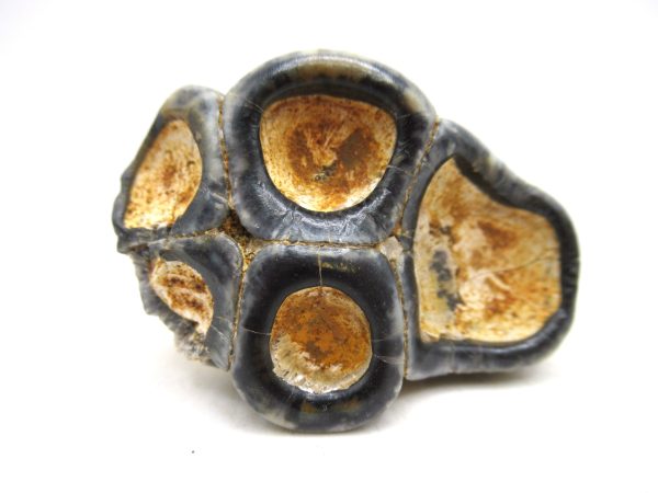 Desmostylus hesperus Tooth #14 - Image 3