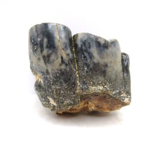 Desmostylus hesperus Tooth #15