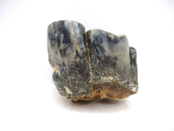 Desmostylus hesperus Tooth #15