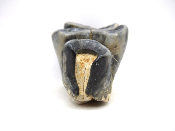 Desmostylus hesperus Tooth #15 - Image 2