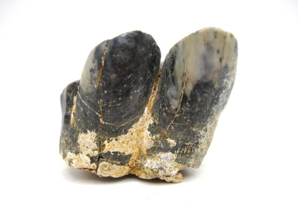 Desmostylus hesperus Tooth #15 - Image 5