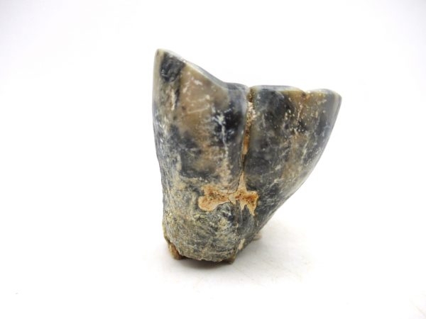 Desmostylus hesperus Tooth #15 - Image 4