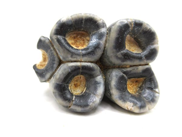 Desmostylus hesperus Tooth #15 - Image 3