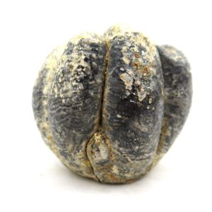 Desmostylus hesperus Tooth #16