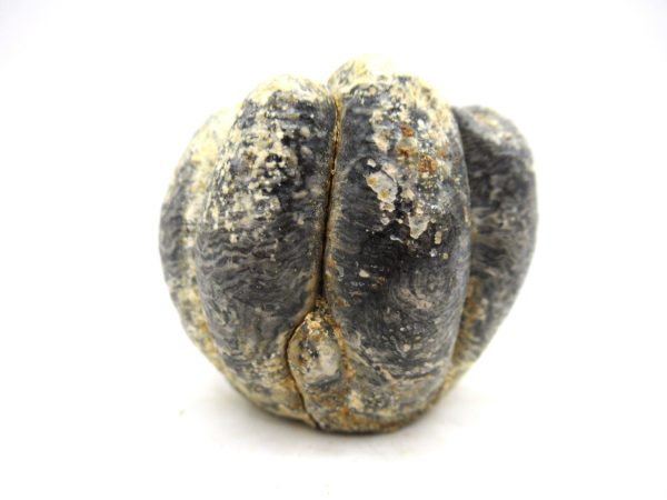 Desmostylus hesperus Tooth #16