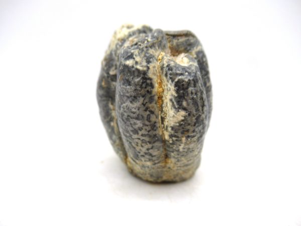 Desmostylus hesperus Tooth #16 - Image 2