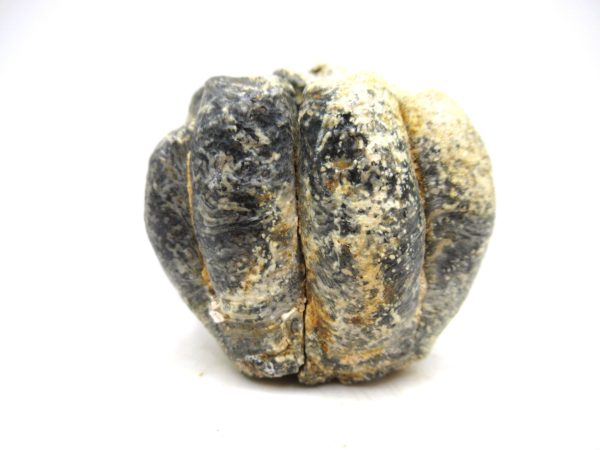 Desmostylus hesperus Tooth #16 - Image 5