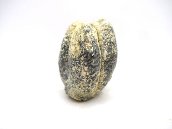 Desmostylus hesperus Tooth #16 - Image 4