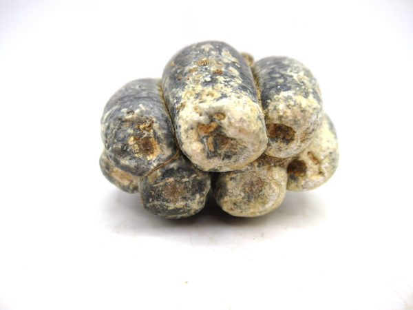 Desmostylus hesperus Tooth #16 - Image 3