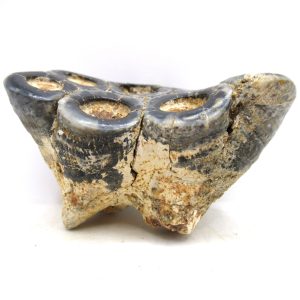 Desmostylus hesperus Tooth #17