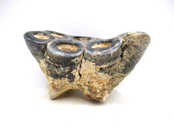 Desmostylus hesperus Tooth #17