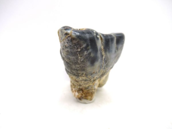 Desmostylus hesperus Tooth #17 - Image 2