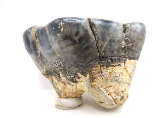 Desmostylus hesperus Tooth #17 - Image 5