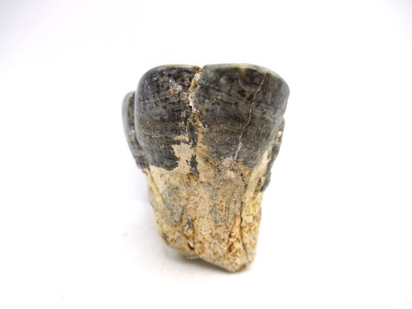 Desmostylus hesperus Tooth #17 - Image 4
