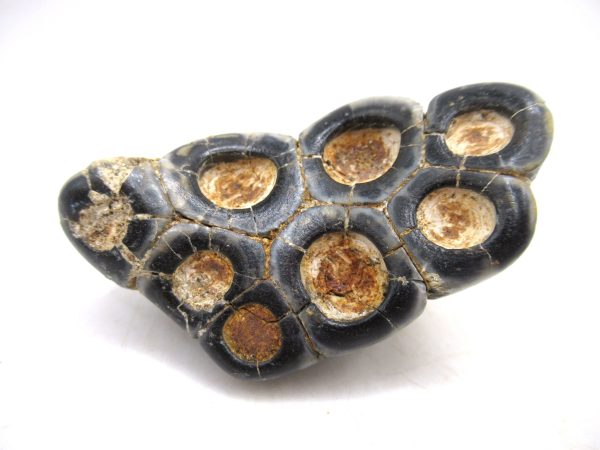 Desmostylus hesperus Tooth #17 - Image 3