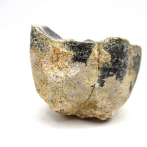 Desmostylus hesperus Tooth #18