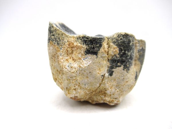 Desmostylus hesperus Tooth #18