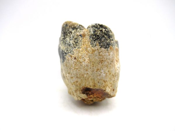 Desmostylus hesperus Tooth #18 - Image 4