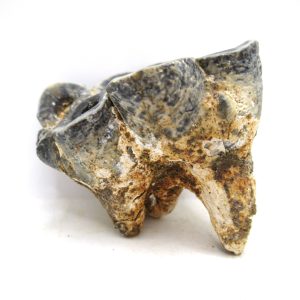 Desmostylus hesperus Tooth #19