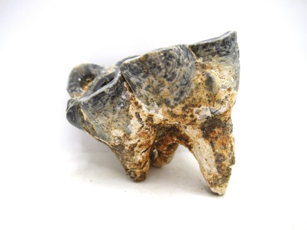 Desmostylus hesperus Tooth #19